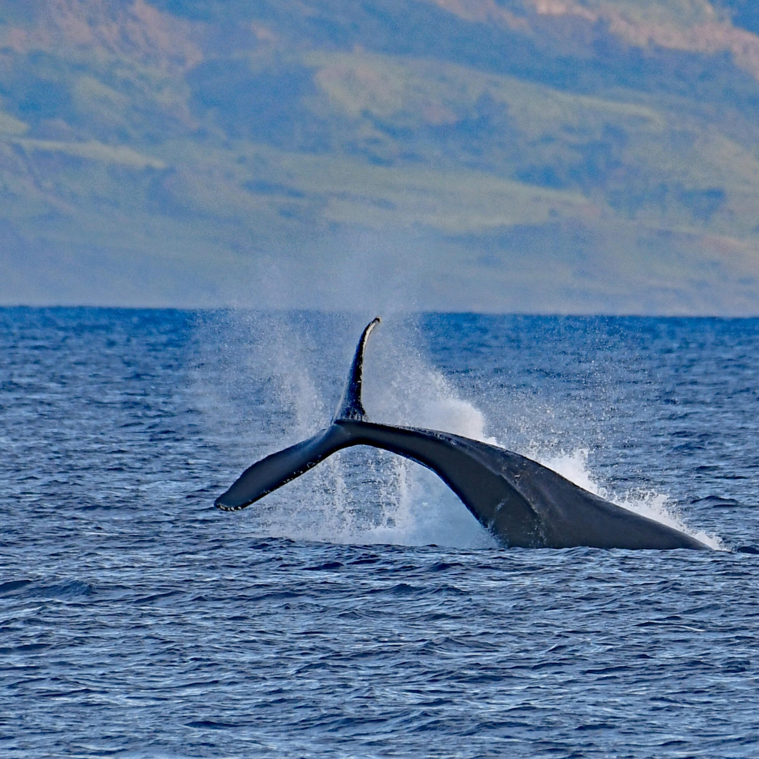 Whale breach from the lanai